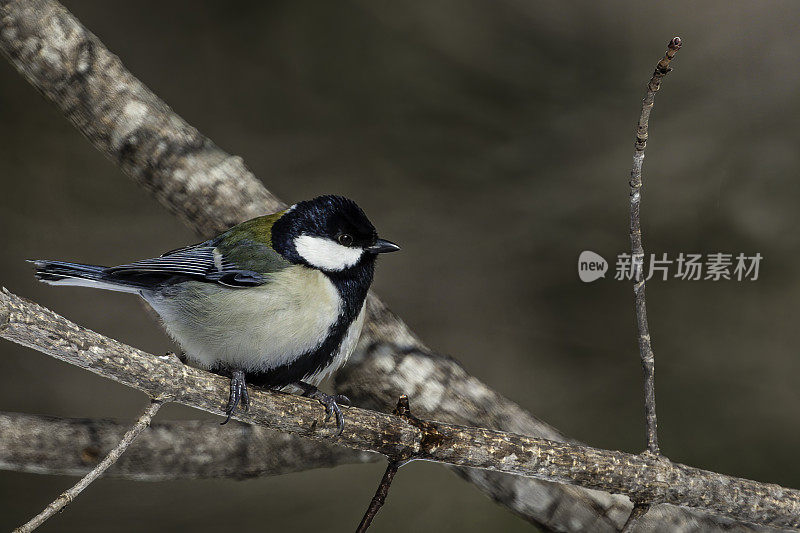 日本山雀(Parus minor)，也被称为东方山雀，是一种雀形目鸟类，取代了类似的大山雀在日本。山雀科，山雀科。日本北海道岛草沙罗湖附近。